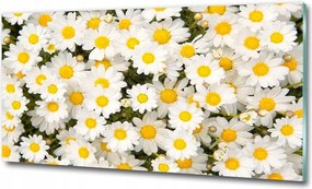 Fotó üvegkép Pitypang magok 100x70