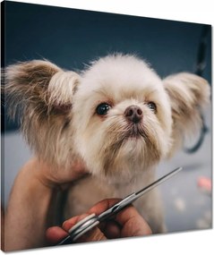 Vászonkép 50x50 Kutya a Groomer nappaliban