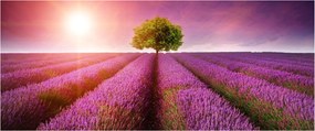 Levendula mező képe (120x50 cm)