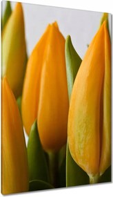Vászonkép 80x120 Sárga tulipánok