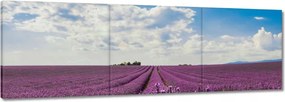 Vászonkép 60x20 Levendulamező Levendula