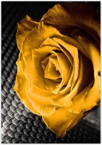 Poszterek 70x100 Sárga rózsa