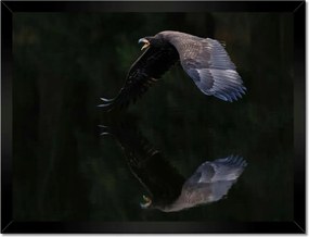 Poszterek keretben 40x30 Madarak