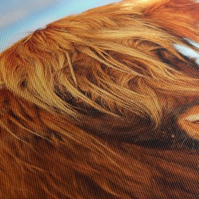 Kép - Skót tehén (90x60 cm)