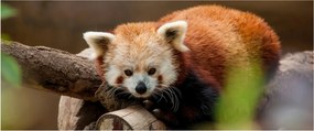 Vörös panda képe (120x50 cm)