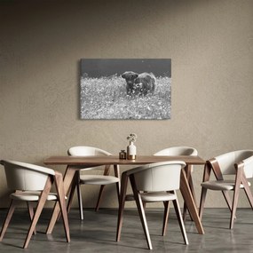 Kép - Skót tehén 5, fekete-fehér (90x60 cm)