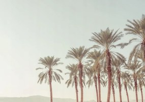 Poszter 84,1x59,4cm Pálmafák, Assaf Frank
