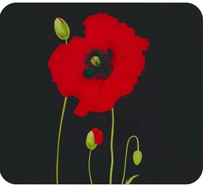 Edzett üveg falvédő tűzhelyhez 50x56 cm Poppy – Maximex