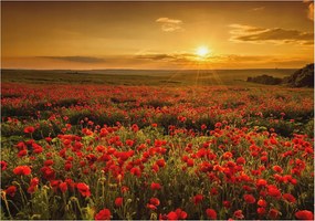 Dekoratív Fotótapéta Hálószobába Pipacs mező 208x146 Ragasztó