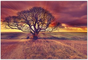 Poszterek 200x135 Fa