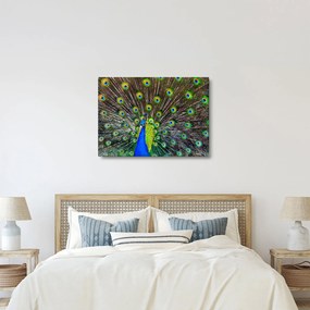 Kép - Páva (70x50 cm)