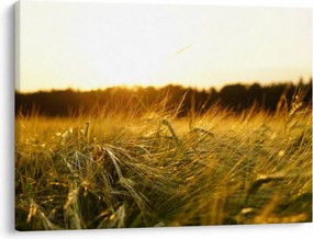 Harmatos fű képe (70x50 cm)