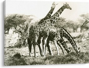 Kép - Zsiráfok, vintage (70x50 cm)