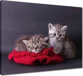 Vászonkép 50x40 Cica Cicák