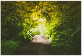 Poszterek 200x135 Zöld levelek Levelek