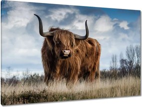 Festmények 120x80 Skót tehén