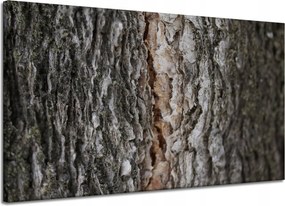 Vászonkép Természet Fakéreg Varázslat Erdő Fák 120x70