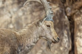 Poszter 86,4x56,8cm Nubiana Ibex 6, Assaf Frank