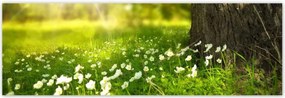 Poszterek 200x66 Sugárzás a réten