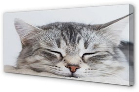 Canvas képek álmos macska 100x50 cm