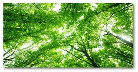 Akrilkép Zöld erdő oah-103615746