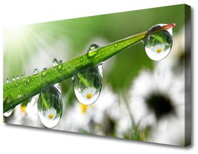 Vászonkép Grass Nature Dew Drops 100x50 cm