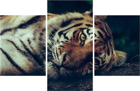 Kép - Szibériai tigris (90x60 cm)