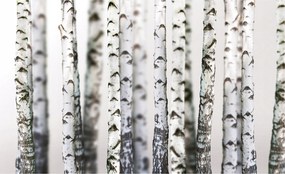 Nyírfa fotótapéta Bokeh fekete-fehér vinil 368x254 +ragasztó