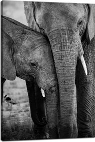 Vászonkép Fekete-fehér Elefántpár Natura 40x60 cm Ajándéknak is tökéletes