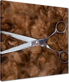 Vászonkép 50x50 Olló a kutya haján