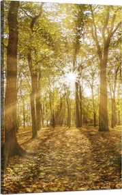 Vászonkép Nap a fák között az erdőben 50x80 cm