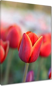 Vászonkép 70x100 Tulipánok Virágok