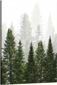 Vászonkép Esőerdő Természet Fák 80x120 cm