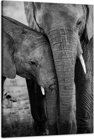 Vászonkép Fekete-fehér Elefántpár Natura 60x90 cm Ajándéknak is tökéletes