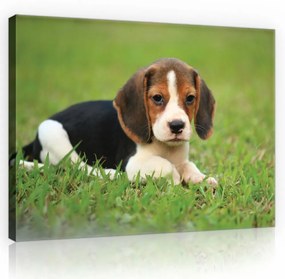 Beagle kölyök, vászonkép, 60x40 cm méretben