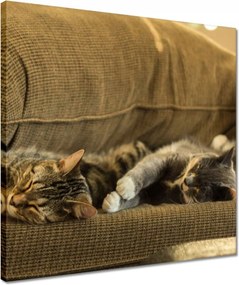 Vászonkép 40x40 Cica Cicák