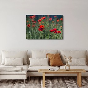 Kép - Rét mák virággal (90x60 cm)