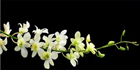 Fotó vászonkép edzett üveg Orchidea 140x70