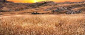 Mező képe (120x50 cm)