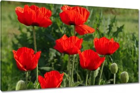Vászonkép 120x70 Pipacs Virágok