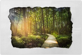 Poszterek 90x60 Napsugár a sétán