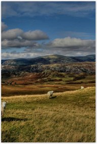 Poszterek 80x120 Bárányok a legelőn