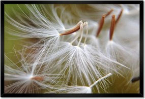 Poszterek keretben 60x40 Pitypang Virág Virágok