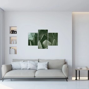 Kép - Zöld agávé (90x60 cm)