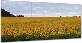 Festmények 180x90 Napraforgó mező