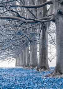 Poszter 64x90cm Fák egy sorban Kék levelek, Assaf Frank