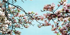 Konyhai panel Magnólia virágok 100x50 cm Ragasztó