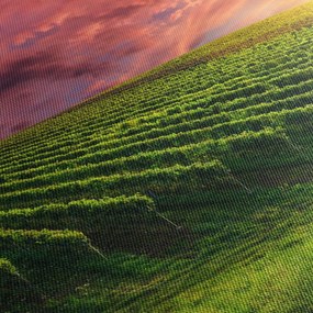 Szőlőskert és a színes égbolt képe (90x60 cm)