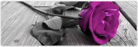 Poszterek 200x66 Lila rózsa