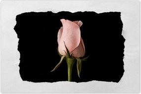 Poszterek 120x80 Púderrózsaszín rózsa Virág